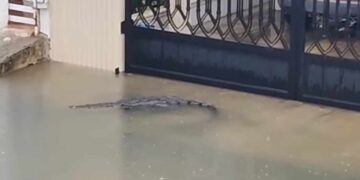 Cocodrilo de dos metros sorprende a vecinos al nadar por calles inundadas en Ciudad Madero, Tamaulipas