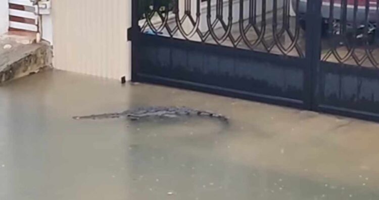 Cocodrilo de dos metros sorprende a vecinos al nadar por calles inundadas en Ciudad Madero, Tamaulipas
