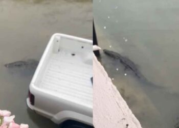 Cocodrilos salen de laguna tras lluvias en Ciudad Madero, Tamaulipas