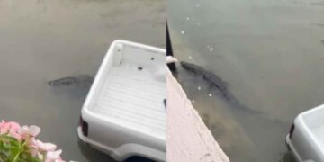 Cocodrilos salen de laguna tras lluvias en Ciudad Madero, Tamaulipas