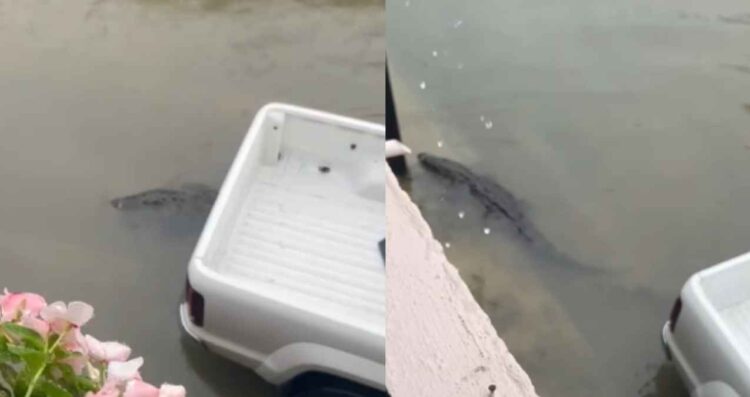 Cocodrilos salen de laguna tras lluvias en Ciudad Madero, Tamaulipas