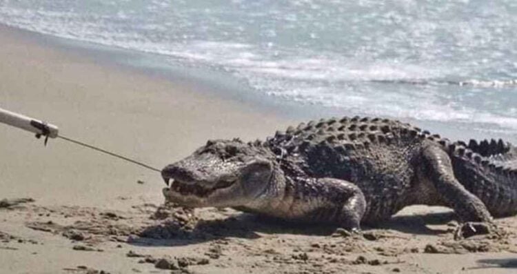 Creciente del Pánuco podría llevar cocodrilos a playa Miramar de Cd. Madero