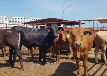 frontera de EU México Gusano Barrenador
