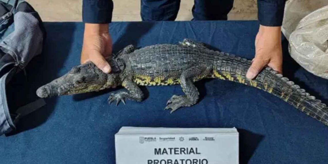 Encuentran cocodrilo vivo en mochila abandonada en el Zócalo de Puebla