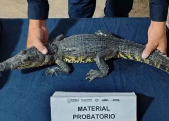 Encuentran cocodrilo vivo en mochila abandonada en el Zócalo de Puebla