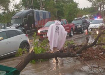 Fuertes lluvias provocan caída de árboles y daños en Tuxtla Gutiérrez, Chiapas