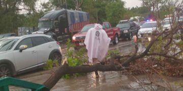 Fuertes lluvias provocan caída de árboles y daños en Tuxtla Gutiérrez, Chiapas