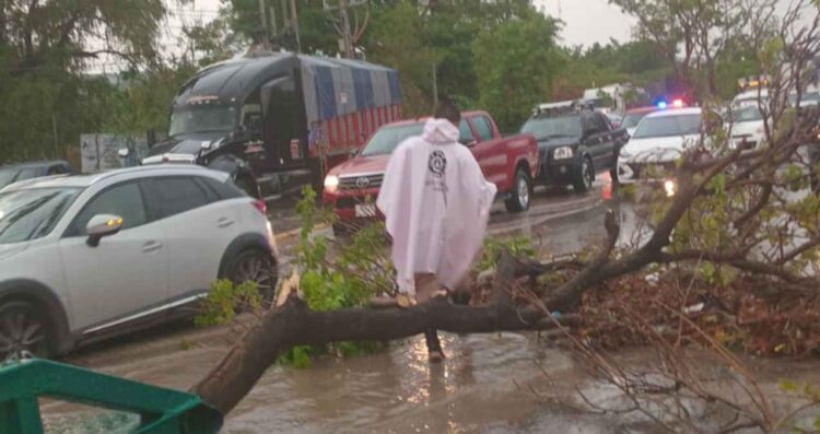 Fuertes lluvias provocan caída de árboles y daños en Tuxtla Gutiérrez, Chiapas