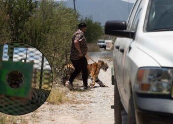 Logran localizar a tigre que paseaba por Salinas Victoria; el dueño del felino ayudó en el rastreo