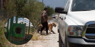 Logran localizar a tigre que paseaba por Salinas Victoria; el dueño del felino ayudó en el rastreo