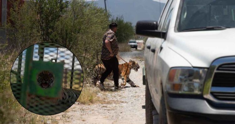Logran localizar a tigre que paseaba por Salinas Victoria; el dueño del felino ayudó en el rastreo