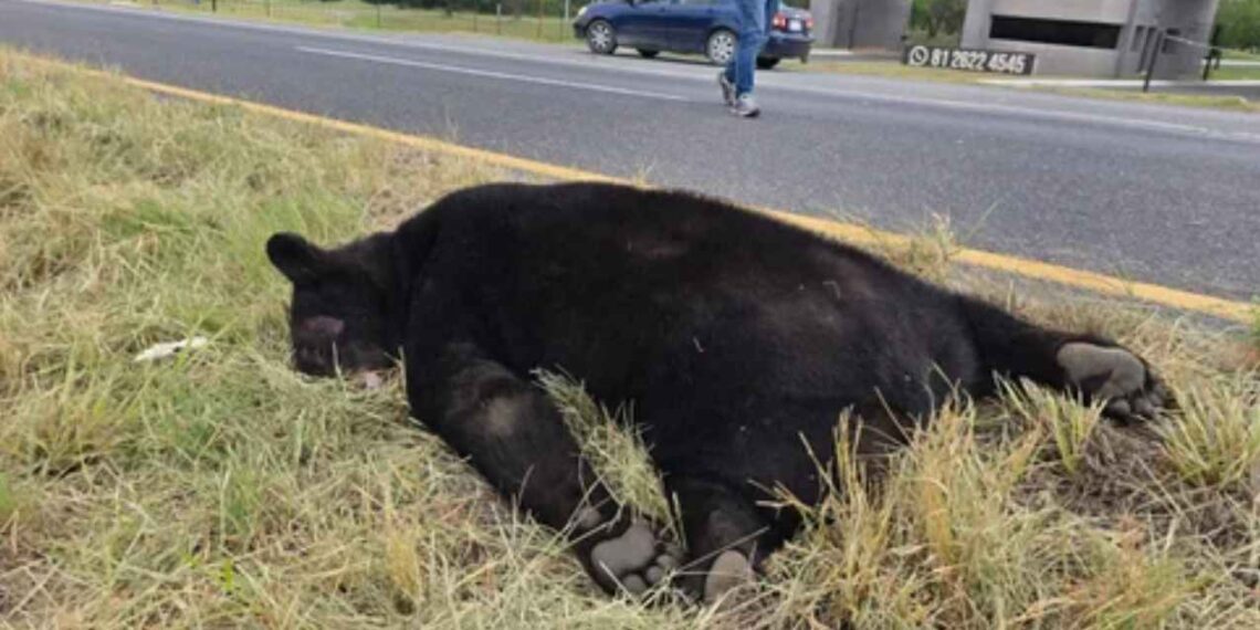 Oso muere atropellado en la Carretera Nacional de Montemorelos, Nuevo León