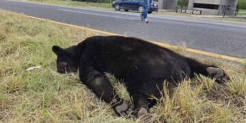 Oso muere atropellado en la Carretera Nacional de Montemorelos, Nuevo León