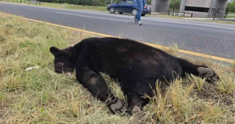 Oso muere atropellado en la Carretera Nacional de Montemorelos, Nuevo León