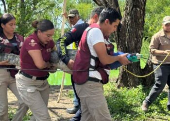 Tamaulipas concluye con éxito primer curso estatal para manejo seguro de cocodrilos