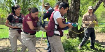 Tamaulipas concluye con éxito primer curso estatal para manejo seguro de cocodrilos