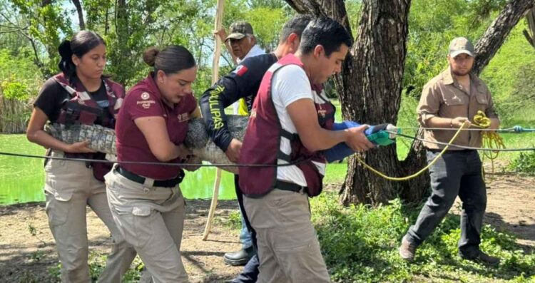 Tamaulipas concluye con éxito primer curso estatal para manejo seguro de cocodrilos