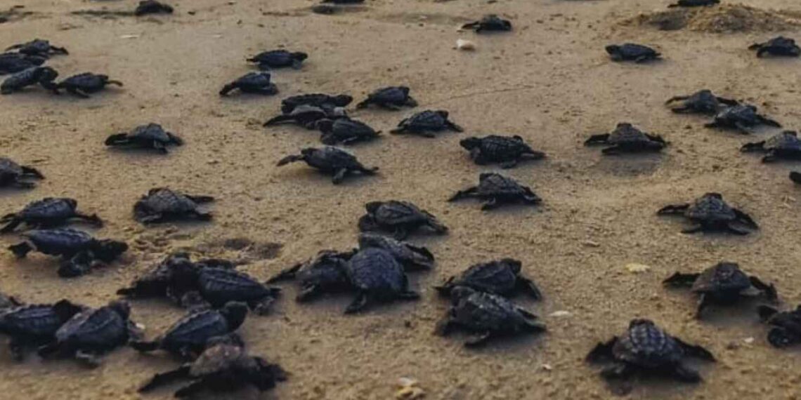 Tamaulipas se suma a estrategia nacional de limpieza de playas