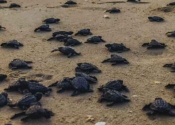 Tamaulipas se suma a estrategia nacional de limpieza de playas