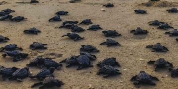 Tamaulipas se suma a estrategia nacional de limpieza de playas