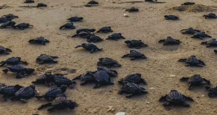 Tamaulipas se suma a estrategia nacional de limpieza de playas