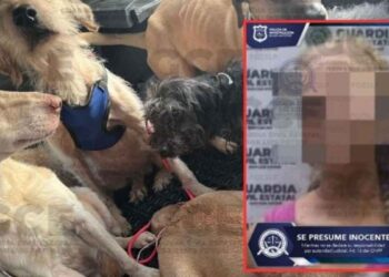 Vinculan a proceso a mujer por maltrato animal en San Luis Potosí