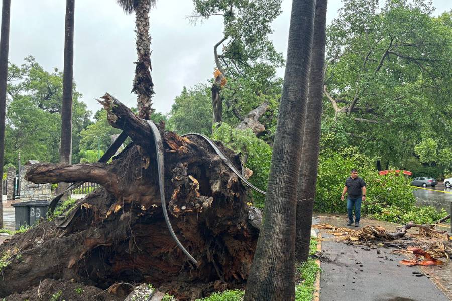 árbol caído en Ciudad Victoria