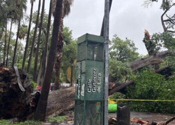 árbol caído en Ciudad Victoria