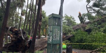 árbol caído en Ciudad Victoria