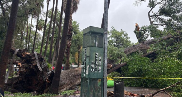árbol caído en Ciudad Victoria