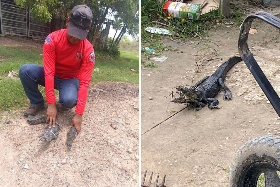 avistamiento de cocodrilos en Ciudad Madero