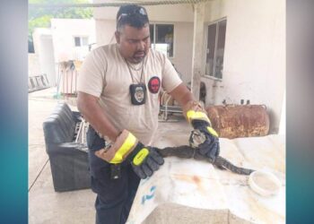 avistamiento de cocodrilos en Ciudad Madero