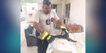 avistamiento de cocodrilos en Ciudad Madero