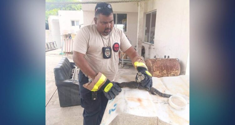 avistamiento de cocodrilos en Ciudad Madero