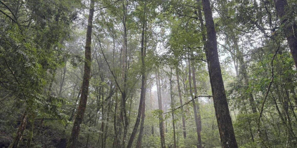 bosques de Tamaulipas