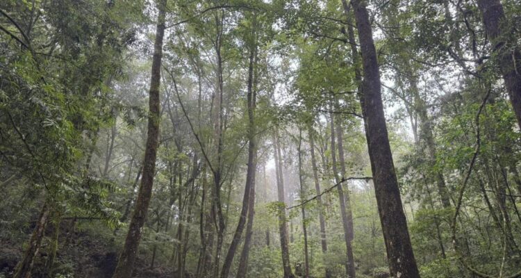 bosques de Tamaulipas