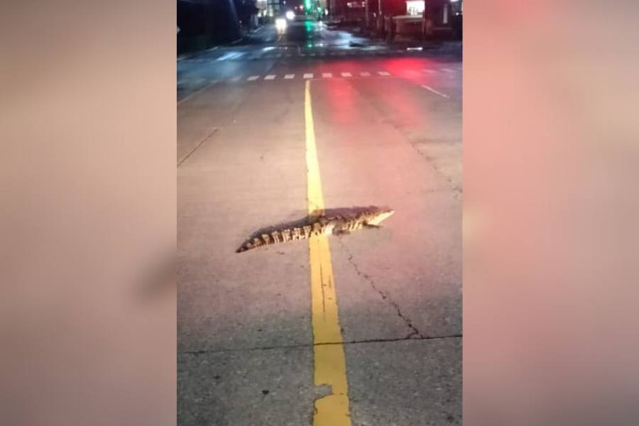 cocodrilo en galerías altama en tampico