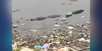 cocodrilo frente a secundaria en Altamira