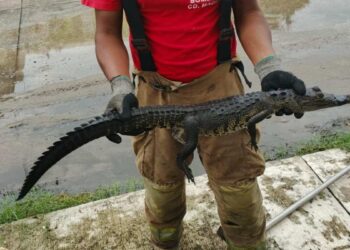 cocodrilos en la calle en Tampico