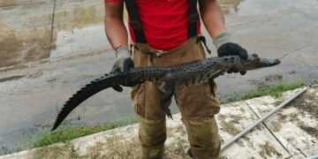 cocodrilos en la calle en Tampico
