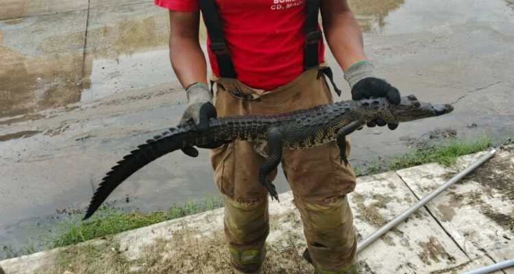 cocodrilos en la calle en Tampico