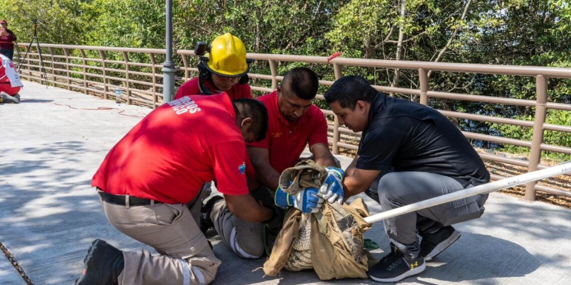 Código Cocodrilo en México