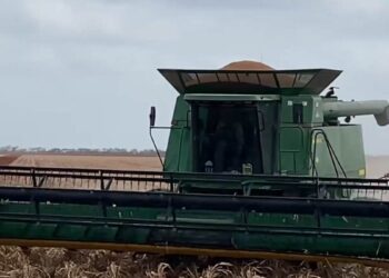 cosecha de sorgo en norte de Tamaulipas