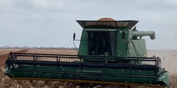 cosecha de sorgo en norte de Tamaulipas