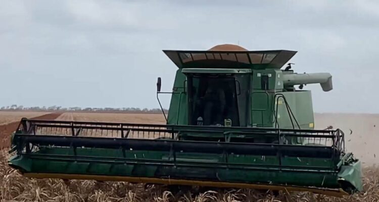 cosecha de sorgo en norte de Tamaulipas