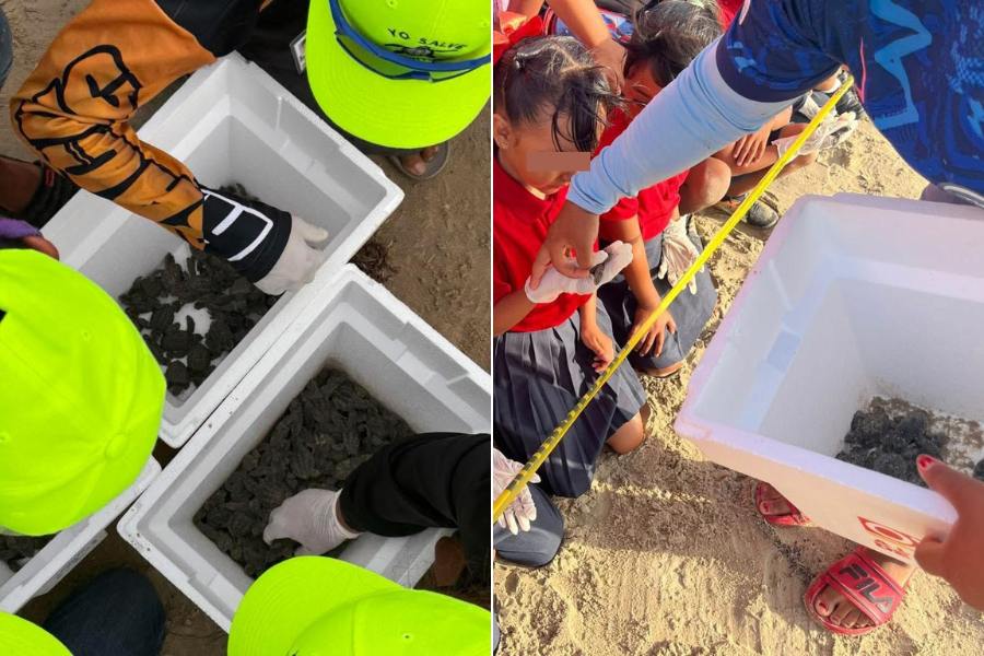 crías de tortuga Lora en Matamoros
