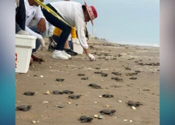 crías de tortuga Lora en Matamoros