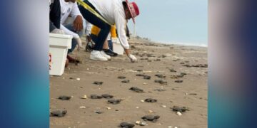 crías de tortuga Lora en Matamoros