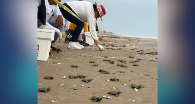 crías de tortuga Lora en Matamoros