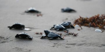 crías de tortuga lora en Tamaulipas